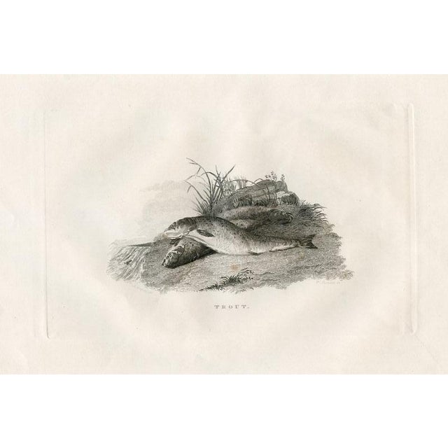 Pair of original antique steel engraved Fish prints. From an 1840s folio of Btitish sports prints "devoted to the...