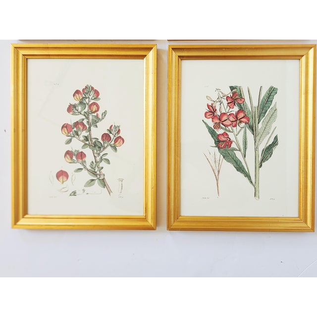 Botanical Prints by Shadow Catchers-Set of 4 For Sale - Image 4 of 17