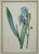 Set of 3 Floral Engraving Prints For Sale - Image 4 of 12