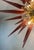 Mid-Century Modern Murano Glass Sputnik Chandelier, Italian Mid Century Modern Brass Light Fixture For Sale - Image 3 of 7