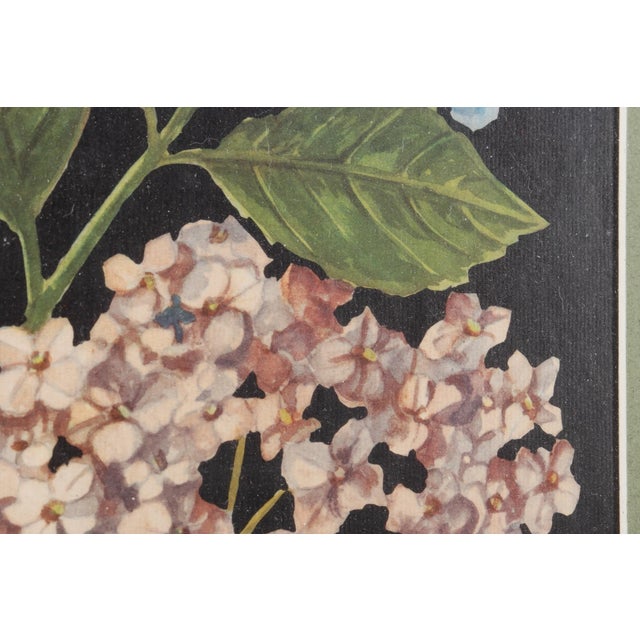 Mid 20th Century Signed Botanical Lithographs, a Pair For Sale - Image 5 of 9