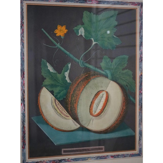 Traditional Pair of Fruit Prints by George Brookshaw For Sale - Image 3 of 15