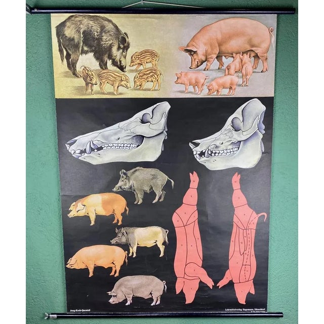 Mid-Century Modern Jabali and Pork Poster, 1968 For Sale - Image 3 of 12