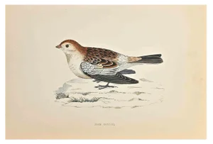 Alexander Francis Lydon, Snow Bunting, Woodcut Print, 1870