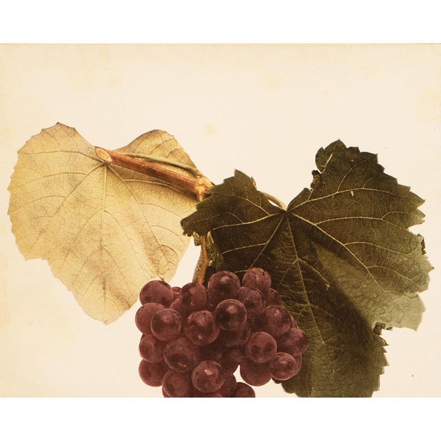 Farmhouse 1900s U. P. Hedrick, Original Antique Photogravure of Wyoming Grapes For Sale - Image 3 of 7