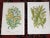 Antique 19th Century Botanical Lithographs - Set of 12 For Sale In Cincinnati - Image 6 of 8