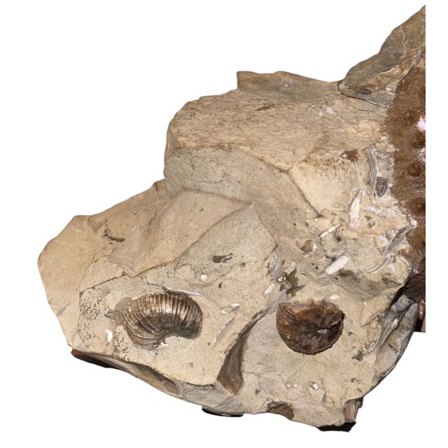 Stone Didymoceras Stevensoni Heteromorph Ammonite Fossil on Matrix, South Dakota. For Sale - Image 7 of 12