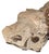 Stone Didymoceras Stevensoni Heteromorph Ammonite Fossil on Matrix, South Dakota. For Sale - Image 7 of 12