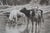 Antique William De La Montagne Cary Signed Bulls Cows Riverscape Etching 29" For Sale - Image 12 of 12