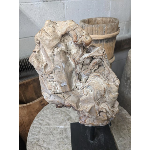 Wood Organic Modern Fossil Scholar Stone For Sale - Image 7 of 8