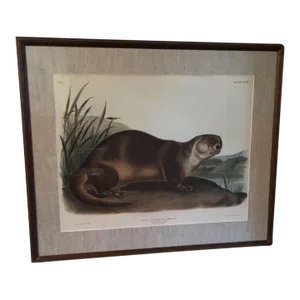 Antique 19th Century Audubon Large Folio Hand Colored Lithograph Canada Otter Philadelphia 1847 Plate 122