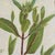 Bit of Teazle by Sheri Farabaugh | Cradled hardboard Painting of green leaves and buds For Sale