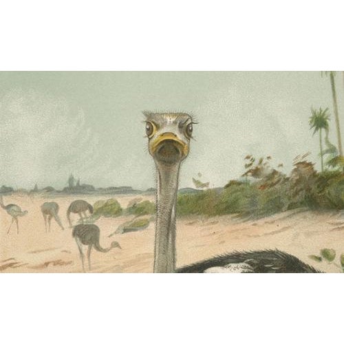 Late 19th Century Kuhnert, Ostrich, 1895, Chromolithograph For Sale - Image 5 of 9