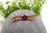 Metal Gold Brooch with Brilliant Cut Diamonds For Sale - Image 7 of 7