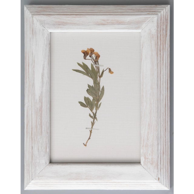 Wood Custom Framed White Washed Scandinavian Botanical Herbarium Gallery, Circa 1920 - Set of 9 For Sale - Image 7 of 13