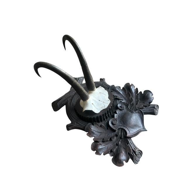 Early 1900s XL Chamois Goat Trophy Black Forest Horns Rd150 For Sale - Image 4 of 6