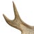 Moose Antler Lamp For Sale - Image 10 of 12