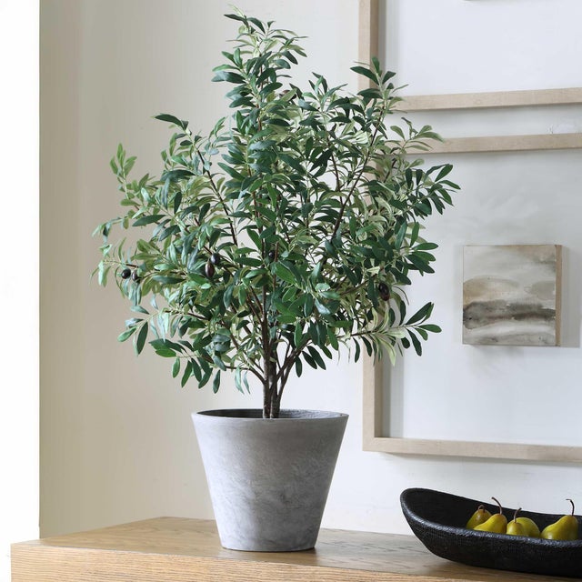Traditional Marisol Potted Olive Plant For Sale - Image 3 of 7