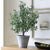 Traditional Marisol Potted Olive Plant For Sale - Image 3 of 7