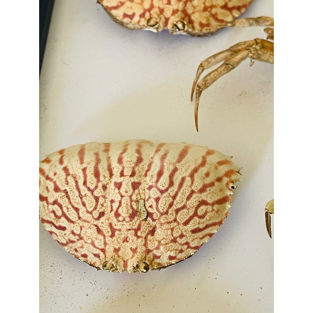 1970s Natures Beauty Crab Shells Collection For Sale - Image 4 of 5