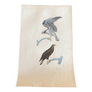 French Antique 18th Century “Le Balbusard” Bird Engraving Hand Colored Artwork For Sale
