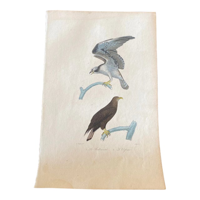 French Antique 18th Century “Le Balbusard” Bird Engraving Hand Colored Artwork For Sale