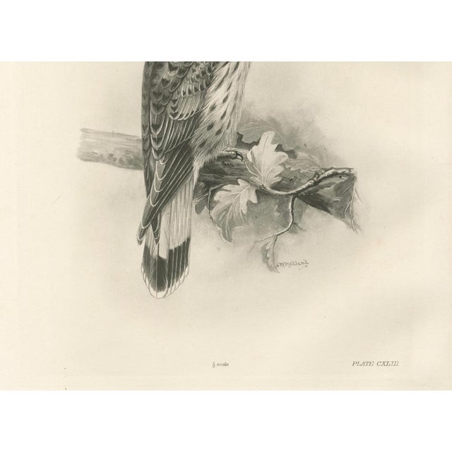 Lilian M. Medland, Common Kestrel, 1908, Monochrome Ornithological Plate For Sale - Image 6 of 9