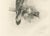 Lilian M. Medland, Common Kestrel, 1908, Monochrome Ornithological Plate For Sale - Image 6 of 9
