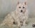 Illustration Persis Kirmse - Portrait of a Westie White Terrier - 1940s Painting For Sale - Image 3 of 9