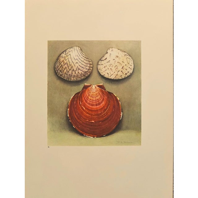 1935 Rare Set of 3 French Lithographs- Sea Shells For Sale In New York - Image 6 of 7