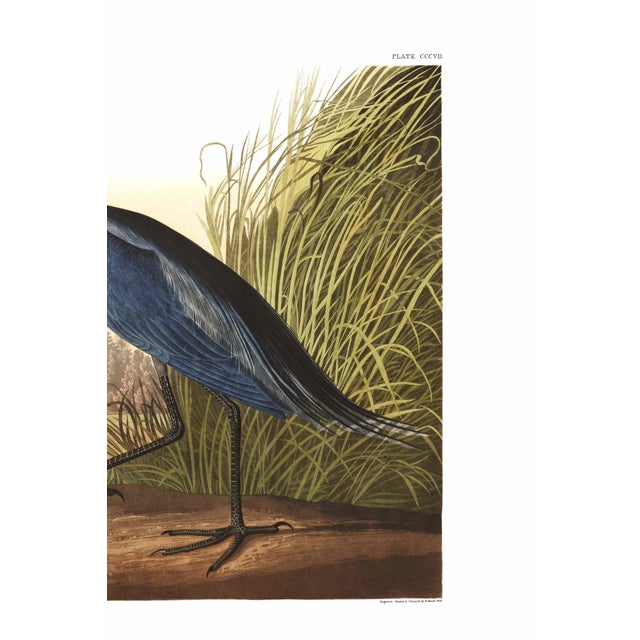 John James Audubon Blue Crane or Heron, 1827 – John James Audubon Vintage Bird Art Print, 32" X 24" For Sale - Image 4 of 11