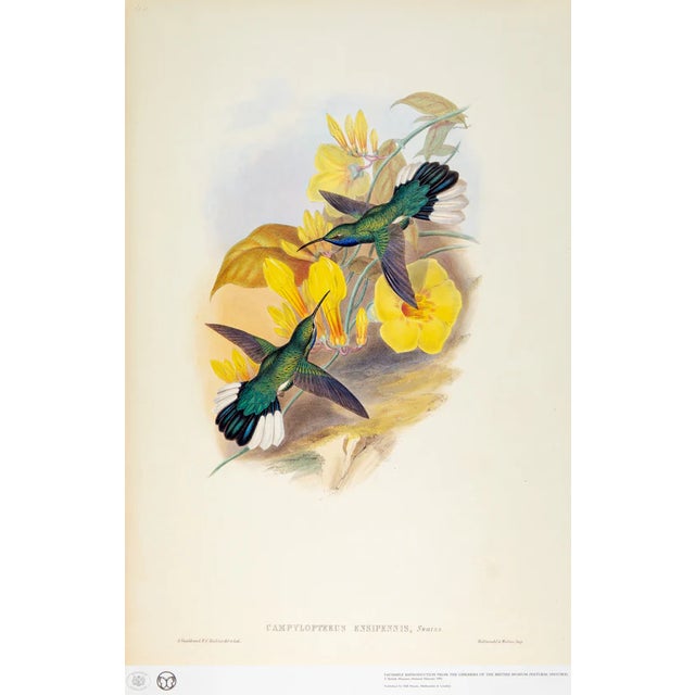 This is a special-edition facsimile of the White-Tailed Sabrewing or Campylopterus Ensipennis (Plate 46) from Volume II of...