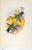 This is a special-edition facsimile of the White-Tailed Sabrewing or Campylopterus Ensipennis (Plate 46) from Volume II of...