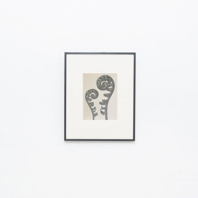 Black Karl Blossfeldt, Black and White Botanical Image, 1942, Photogravure, Framed For Sale - Image 8 of 13