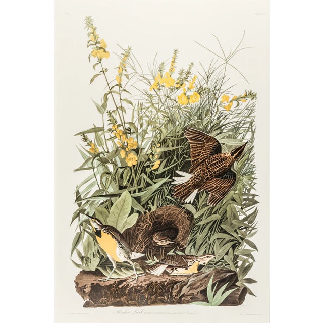 1980s The Abbeville Press Edition of the Meadow Lark (Plate 136) From the Birds of America by John James Audubon For Sale