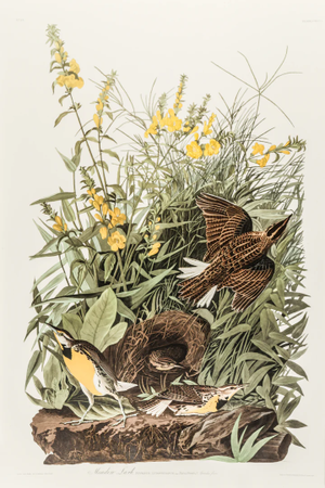 1980s The Abbeville Press Edition of the Meadow Lark (Plate 136) From the Birds of America by John James Audubon