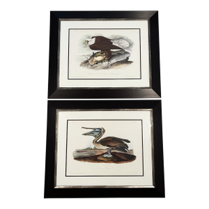 Late 20th Century Framed Audubon Bird Prints - A Pair