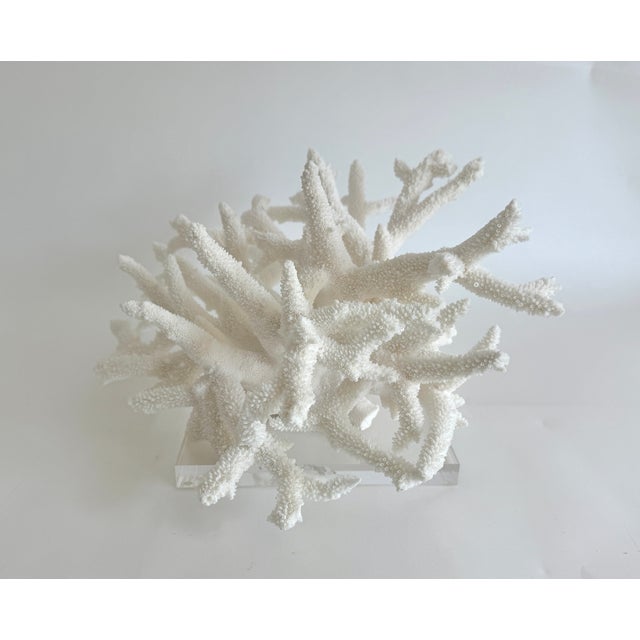 Staghorn Coral on Acrylic Base For Sale In Los Angeles - Image 6 of 8