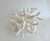 Staghorn Coral on Acrylic Base For Sale In Los Angeles - Image 6 of 8
