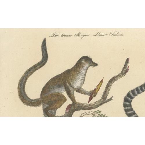 Karl Joseph Brodtmannm, Ring-Tailed Lemur, 1816, Lithograph For Sale - Image 4 of 9