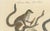 Karl Joseph Brodtmannm, Ring-Tailed Lemur, 1816, Lithograph For Sale - Image 4 of 9