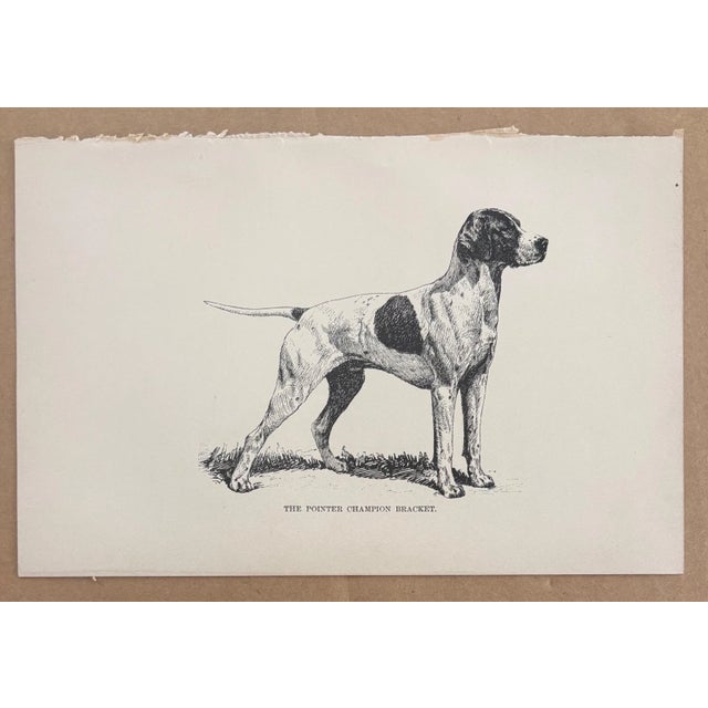 Up for sale is this charming antique dog print from a veterinary guide published in the 1890s and illustrating breed...