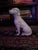1980s White Hunting Dog Figurine From England For Sale - Image 4 of 7