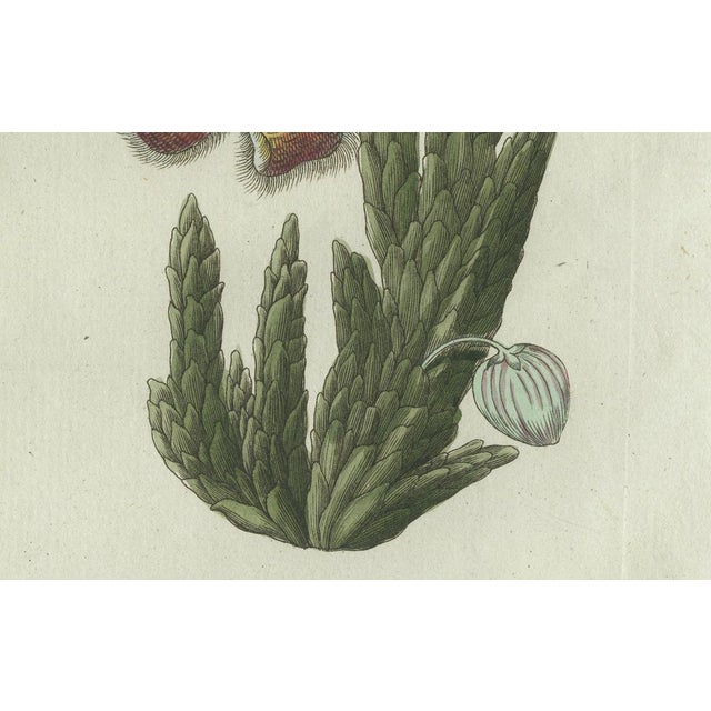 Bertuch, Carrion Flower and Mimosa, 1805, Engraving For Sale - Image 9 of 10