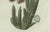 Bertuch, Carrion Flower and Mimosa, 1805, Engraving For Sale - Image 9 of 10