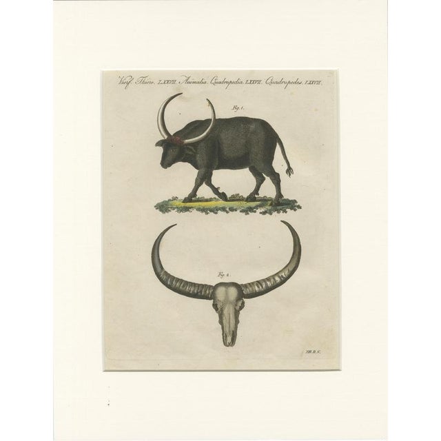 Antique Wild Buffalo and Long Horns Engraving from Bertuch, 1810 For Sale - Image 10 of 10