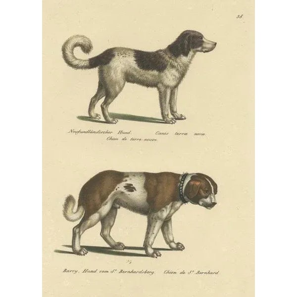 Schinz, Illustration of a Newfoundland and St. Bernard Dog, 1824, Hand Colored Print For Sale - Image 3 of 6