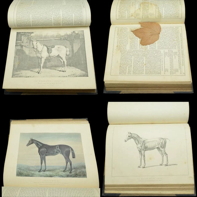 Paper 1900's Antique Book Modern Practical Farriery For Sale - Image 7 of 10