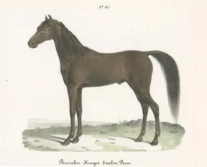 Schinz, Illustration of a Persian Stallion, 1827, Print