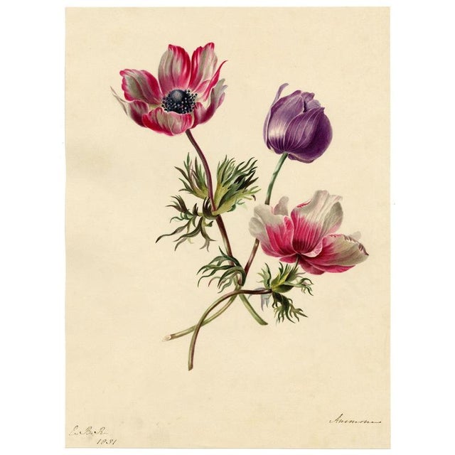 E.B.R. Anemone Flowers, 1800s, Paper For Sale - Image 3 of 7